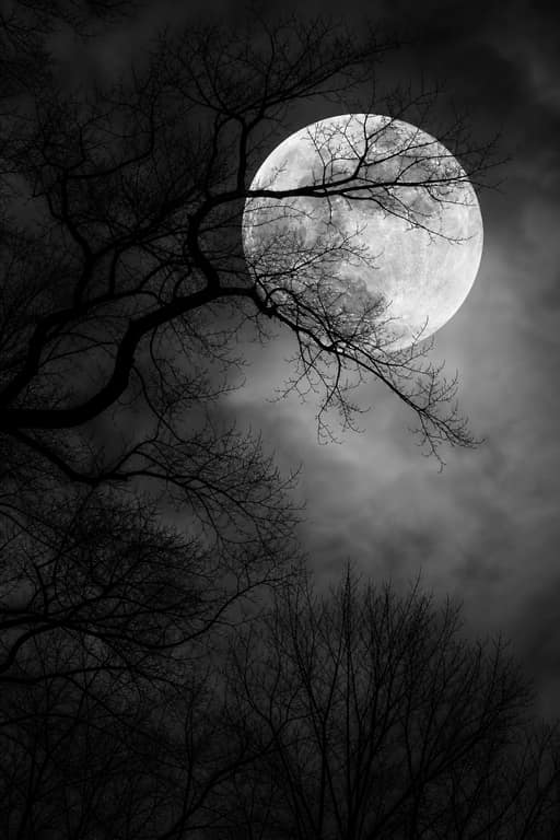 Monochrome Winter Moonlit Branches - Wall Art Print